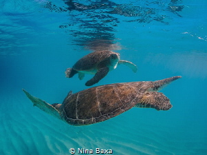 The Dance.
A smaller male Green Turtle courting a potent... by Nina Baxa 